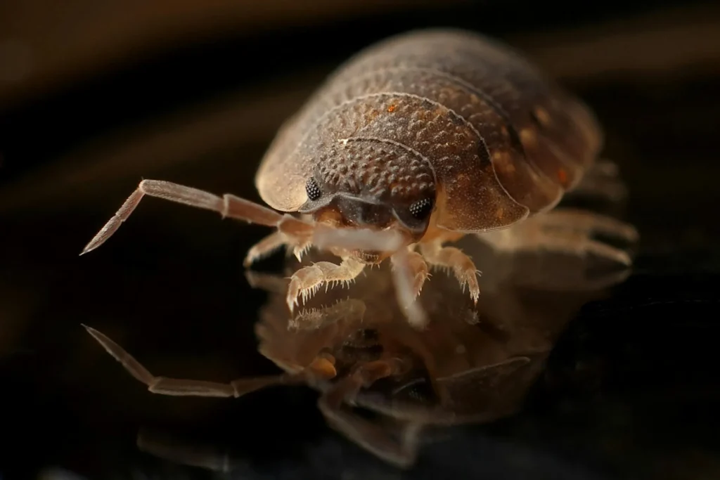 Bed-Bug-Treatment - Voorhees Pest Control Pros | Voorhees, NJ | 856-454-8468